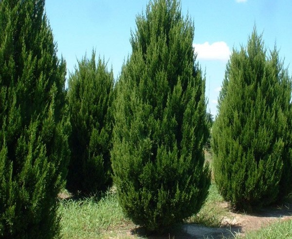 Можжевельник китайский  «spartan» (Juniperus chinensis )