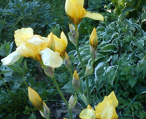 Ирис «yellow» ( Iris )