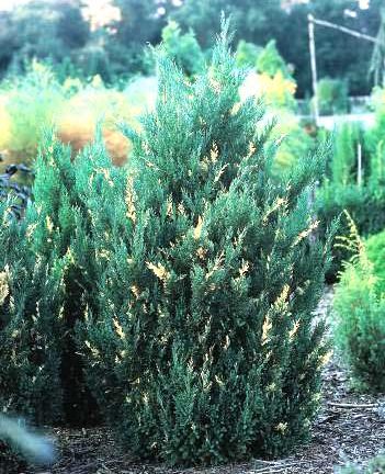 Можжевельник китайский ‘ Blaauw Variegata’ (Juniperus chinensis )