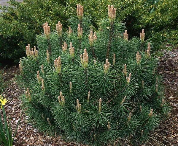 Сосна «pumilio» (Pinus )