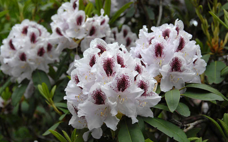 Рододендрон  «calsap» (Rhododendron )