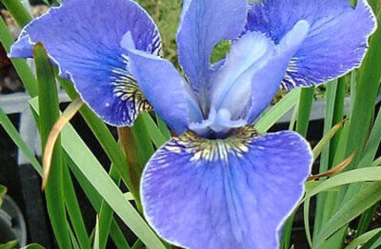 Ирис сибирский  «silver edge» (Iris sibirica )
