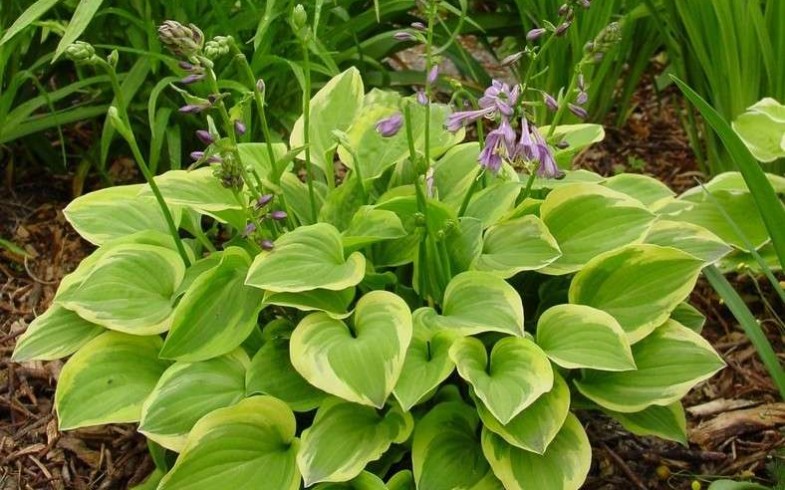 Хоста «Golden Tiara » (Hosta «Golden Tiara»)