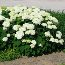 Гортензия древовидная «Аннабель» ® (белая) ( Hydrangea arborescens «Annabelle» ® (white) )