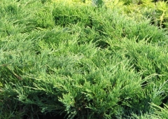 Можжевельник горизонтальный «Андорра Компакт» (Juniperus horizontalis «Andorra Compact» )