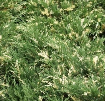 Можжевельник горизонтальный «andora compacta variegata» (Juniperus horizontalis )