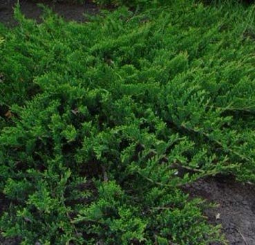 Можжевельник горизонтальный  Prince of Wales  (Juniperus horizontalis )