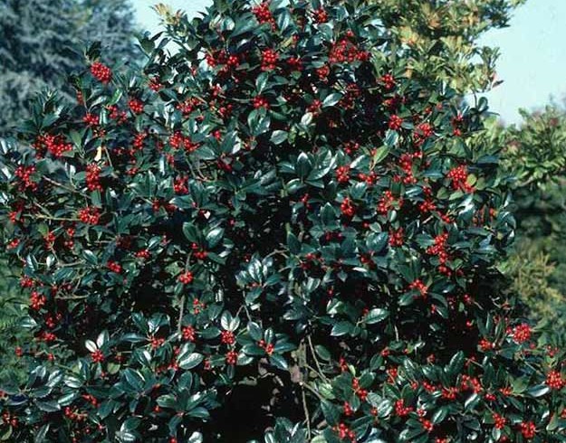 Падуб остролистный (Ilex aquifolium)