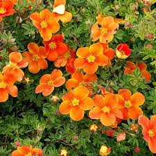 Лапчатка кустарниковая Hopley’s Orange’ (Potentilla fruticosa Hopleys Orange)