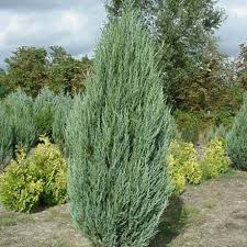 Можжевельник «Скайрокет» ( Juniperus )