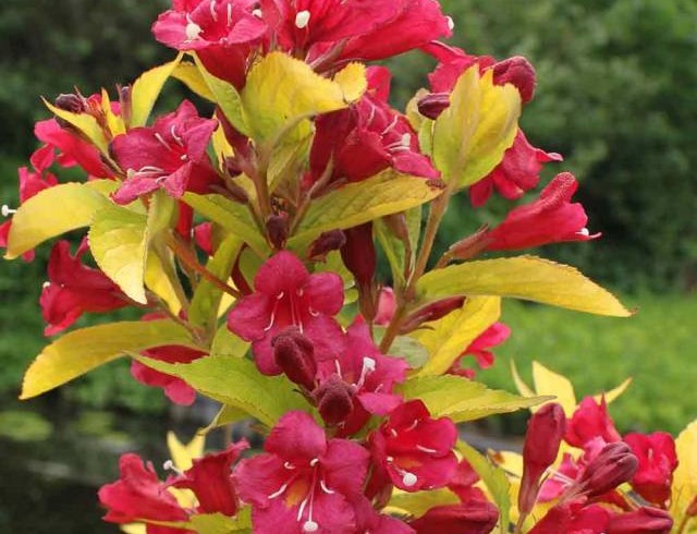 Вейгела цветущая «Аурея» (Weigela florida Aurea)