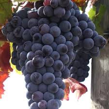 Виноград Маршал Фош (ранний, винный)   (Vitis vinifera Marechal Foch )