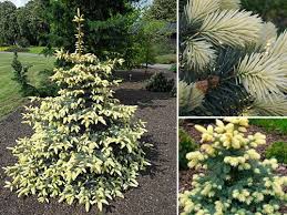Ель колючая «Биалобок» (Picea pungens ‘http://edem-svetlogorsk.by/)