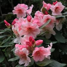 Рододендрон Ханя (Rhododendron »Hania»)