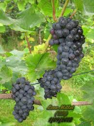 Виноград винный (Vitis vinifera )  Leon Millot