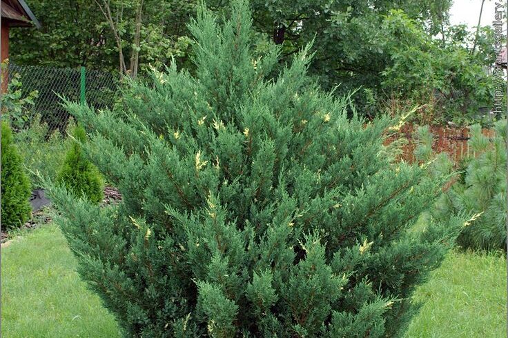 Можжевельник китайский «Стрикта Вариегата»(juniperus chinensis «Stricta»)