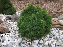 Ель канадская Альберта Глоб(Picea glauca Alberta Globe)