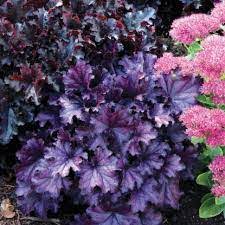 Гейхера «Forever Purple»