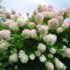 Гортензия «Грандифлора»  «Grandiflora»)