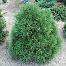 Сосна веймутова Грег (Pinus strobus Greg)