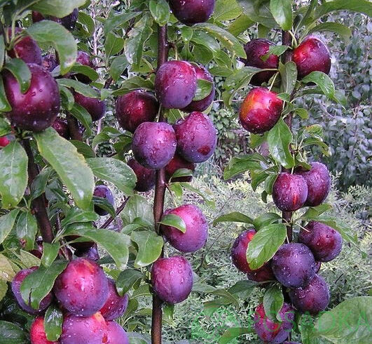 Слива БЛЮ СВИТ колонновидная