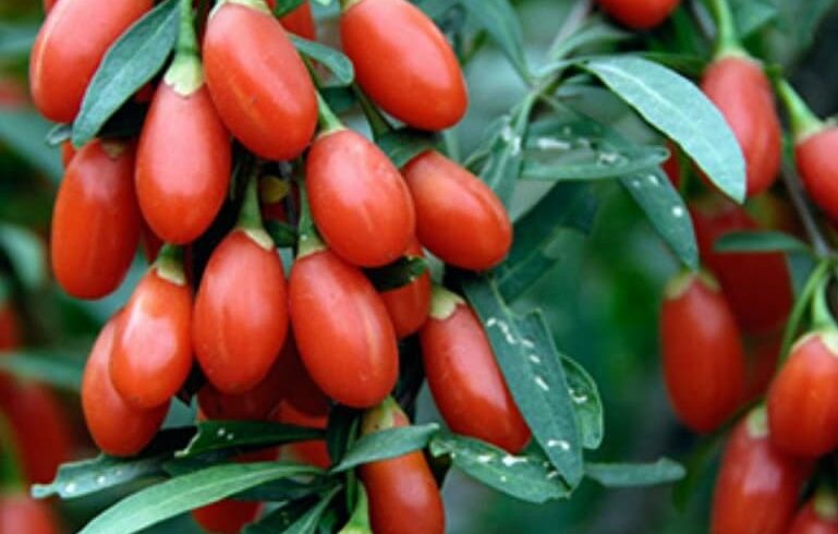 Годжи НЬЮ БИГ