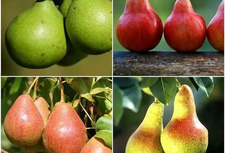 Груша в ассортименте