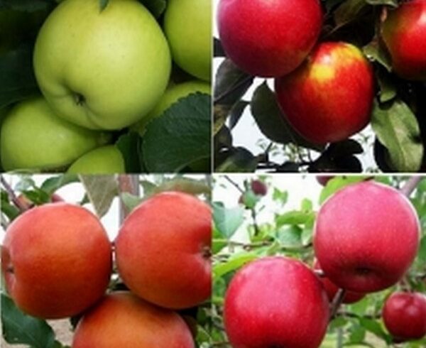Яблони в ассортименте