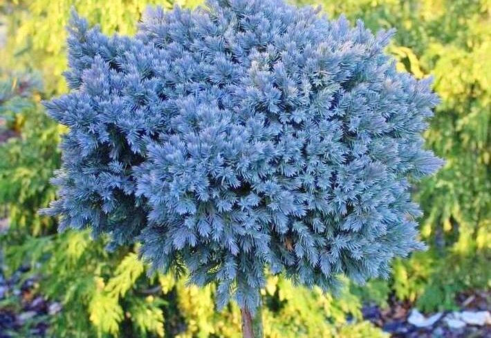 Можжевельник Чешуйчатый «Блю Стар» (Juniperus squamata ‘Blue Star’)