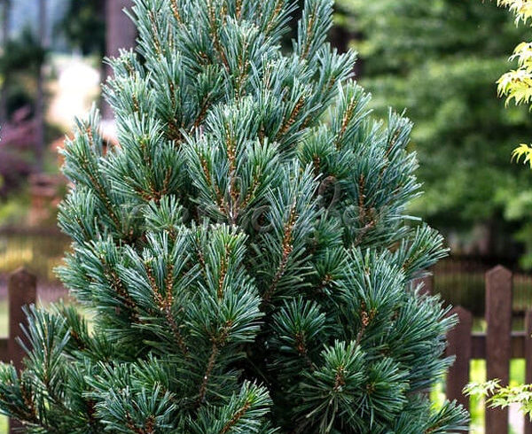 Сосна гибкая «Вандервульфс Пирамид» (Pinus flexilis Vanderwolf’s Pyramid)
