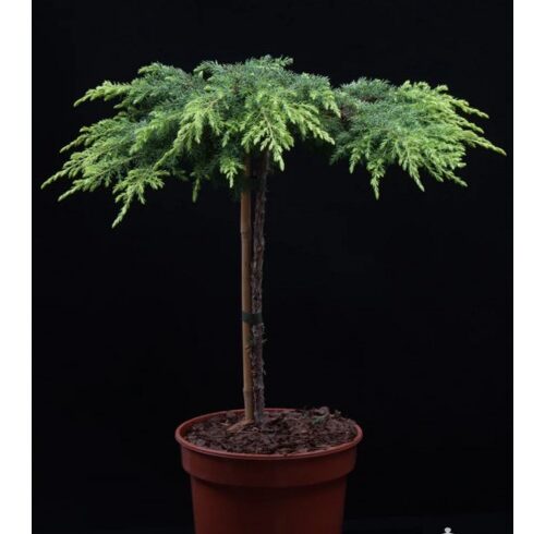 Можжевельник обыкновенный «Лемон Карпет» (Juniperus communis Lemon Carpet)