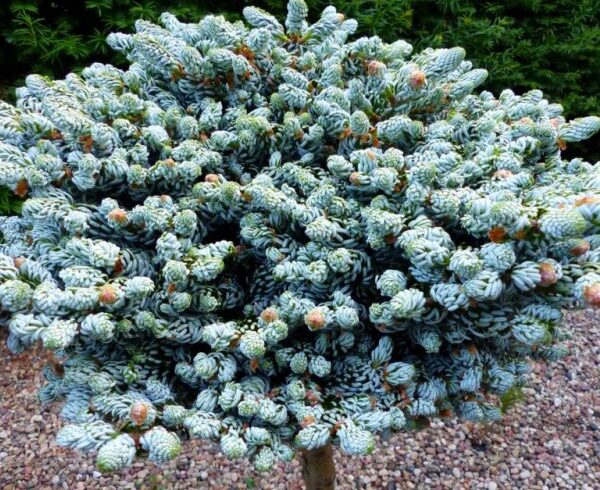 Пихта корейская «Когоутс Айсбрекер» (Abies koreana Kohouts Icebreaker)