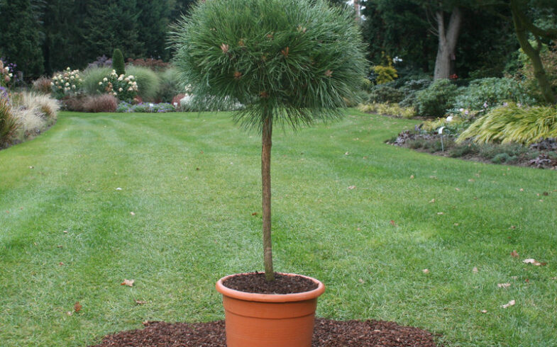 Сосна густоцветковая «Лоу Глоу» ( Pinus densiflora Low Glow)
