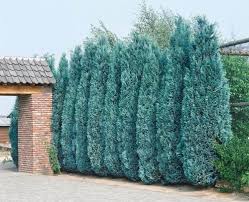 Кипарисовик Колумнарис (Chamaecyparis lawsoniana ‘Columnaris’)