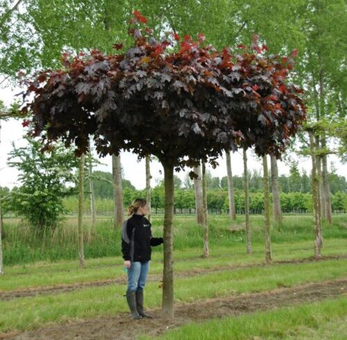 Клен остролистный «Роял Ред» (  «Royal Red») РА200