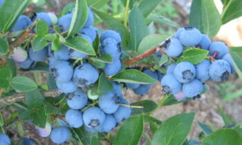 Голубика в ассортименте