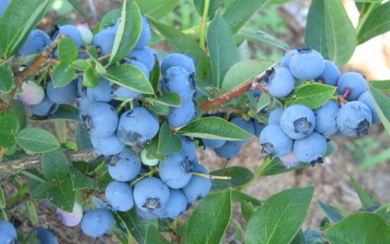 Голубика в ассортименте