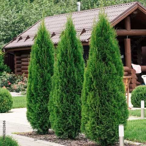 Туя западная «Смарагд» (Thuja occidentalis «smaragd»)