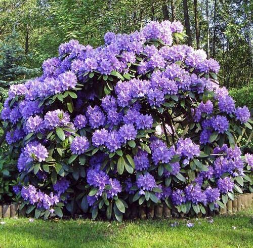 Рододендрон Blue Silver