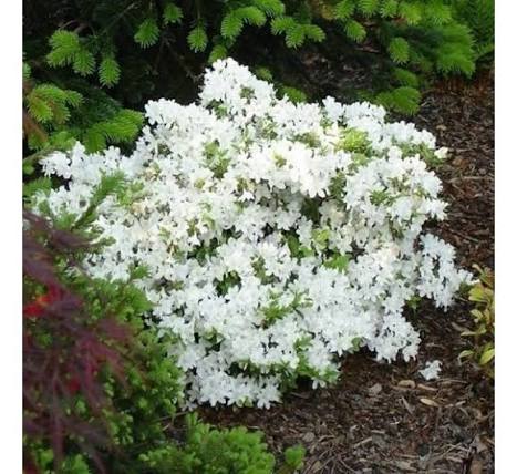 Pleasant White («Плезант Уайт»)