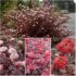 Пузыреплодник калинолистный Lady in Red