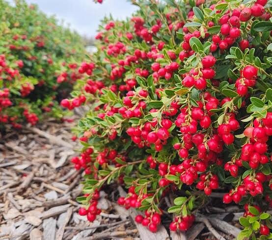 Клюква в ассортименте