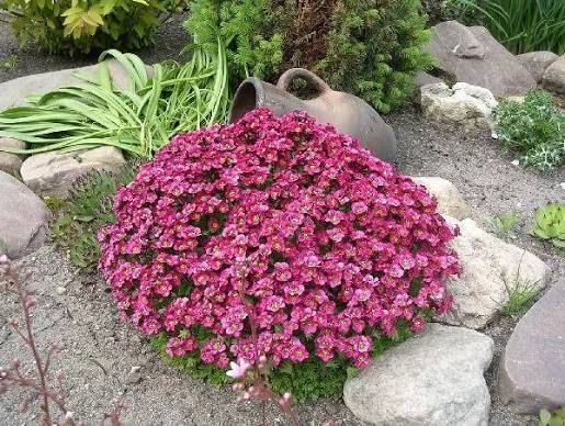 Камнеломка Арендса Carpet Pink