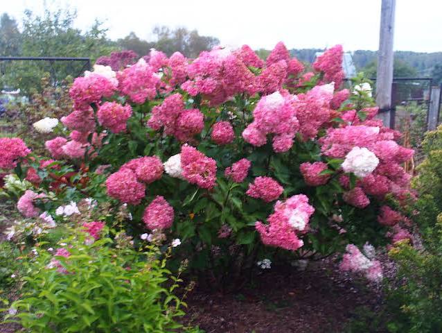 Pink and Rose