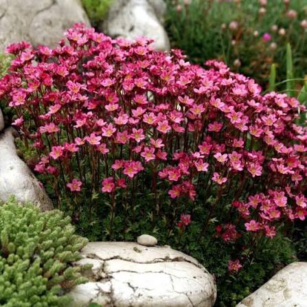Камнеломка Арендса Carpet Purple
