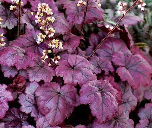 Plum Royal